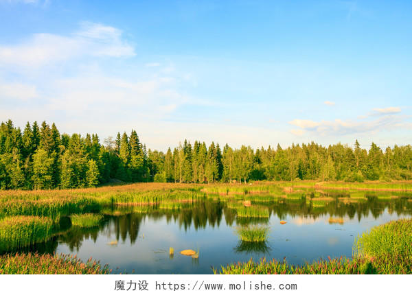 一个农村的小湖和绿色的森林湿地沼泽湿地日